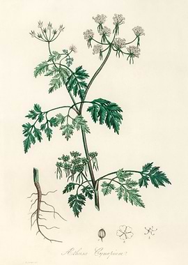 Botanical Illustration of Aethusa Cynapium