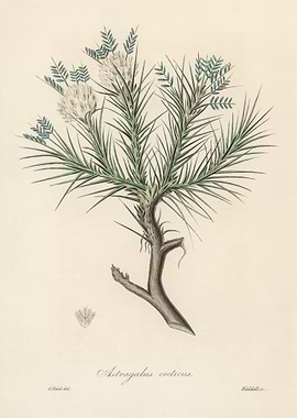 Astragalus Creticus Botanical Illustration
