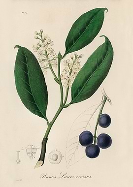 Cherry Laurel Botanical Illustration