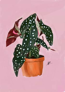 Indoor Plant Illustration