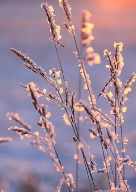 Frost-Covered Grass at Sunset