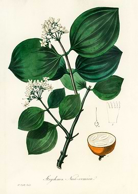Strychnos Nux-vomica Illustration