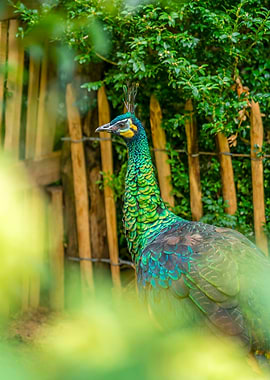 Peacock in Green