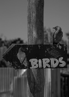 Bird Signpost