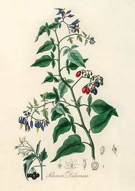 Solanum Dulcamara Illustration