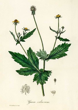 Botanical Illustration of Geum Urbanum