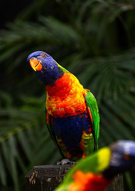 Rainbow Lorikeet on Branch