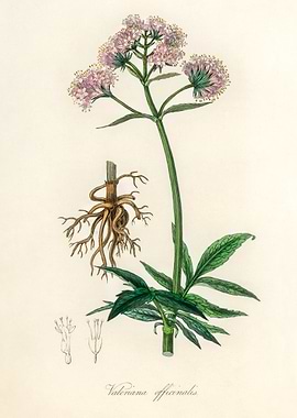 Valeriana Officinalis Illustration