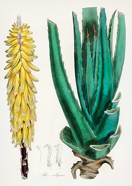 Aloe Plant Illustration