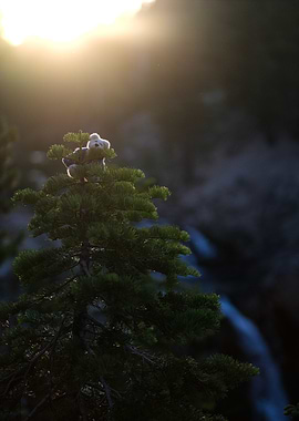 Teddy Bear on a Pine Tree (Bert)