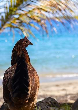 Chicken by the Sea