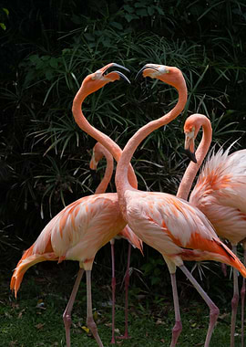 Pink Flamingos in a Heart Shape