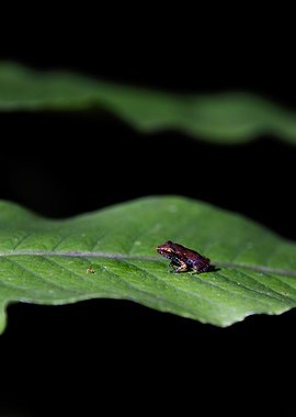 Tiny Frog on Leaf
