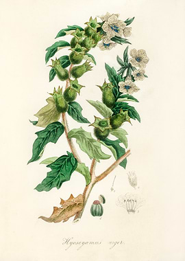 Hyoscyamus Niger Botanical Illustration