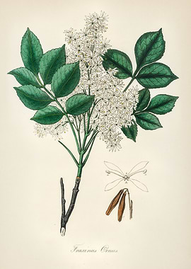 Ash Tree Botanical Illustration