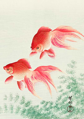Two Veils Goldfish - Japanese art