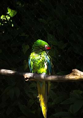 Green Parrot on Branch
