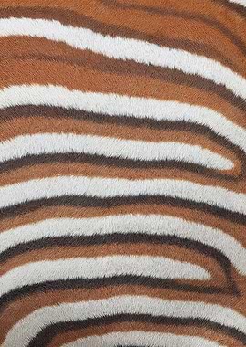 Bongo Stripes Fur Close-Up