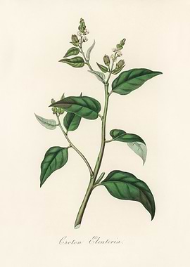 Croton Eleuteria Botanical Illustration