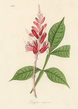Botanical Illustration of a Flower