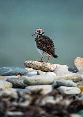 Ruddy Turnstone, Brittany France - Bretagne