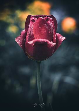 Red Tulip