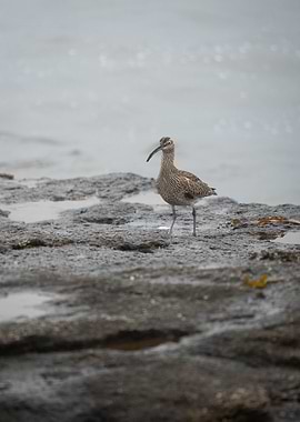 Cute Whimbrel bird, Brittany France - Bretagne, Sein Island - Ile de Sein