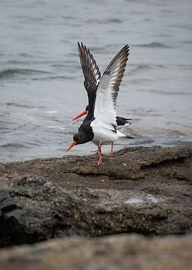 Cute Oystercatcher birds stretching, Brittany France - Bretagne - Sein Island - Ile de Sein