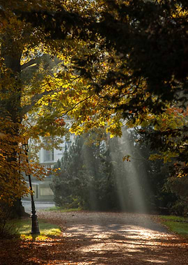 Autumn Path Sunlight