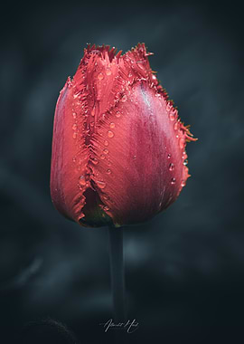 Red Tulip with Dew Drops