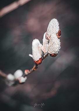 Delicate Willow Buds