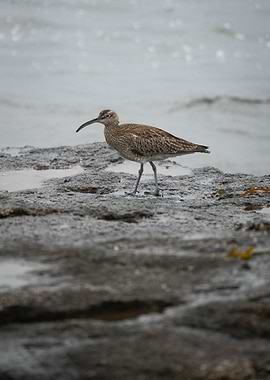 Cute Eurasian Curlew bird, Brittany France - Bretagne, Sein Island - Ile de Sein
