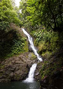 Waterfall in Lush Jungle