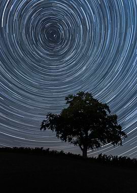 Star Trails Over Tree