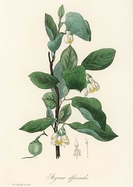 Styrax Officinale Illustration