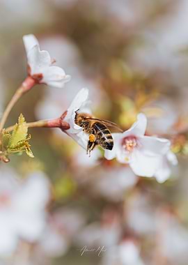 Bee on Blossom