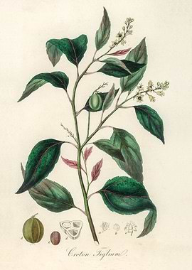 Croton Tiglium Plant Illustration