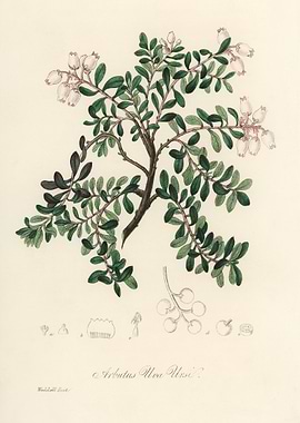 Arbutus Unedo Illustration