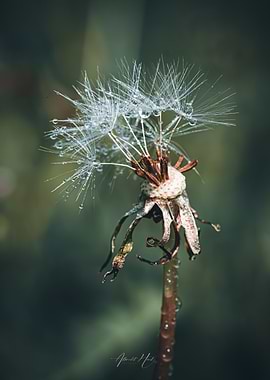 Dandelion Dew Drops