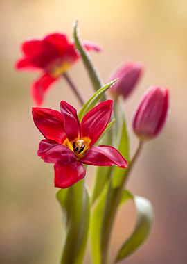 Red Tulips Close-Up