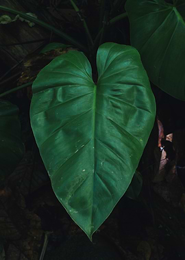 Large Green Leaf