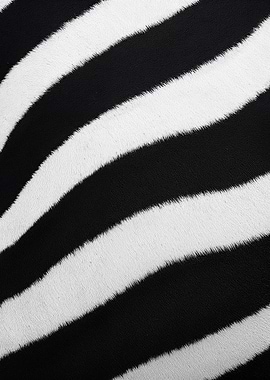 Zebra Stripes Texture Fury
