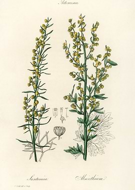 Artemisia Plant Illustration