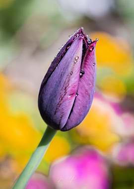 Purple Tulip