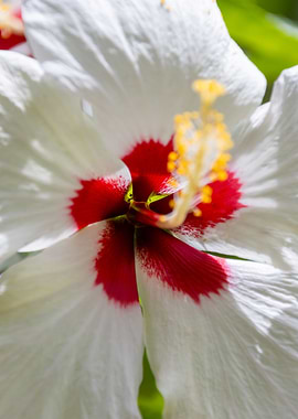 White Hibiscus Flower Close-up