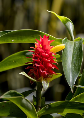 Red Ginger Flower
