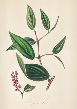 Pepper Plant Illustration