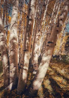 Birch Trees in Autumn