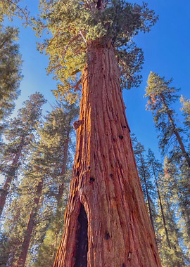 Giant Sequoia Tree