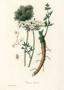 Wild Carrot Botanical Illustration